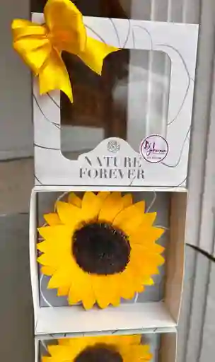 Girasol Amor Eterno