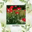 3.000 Semillas Orgánicas De Flor Amapola Danesa