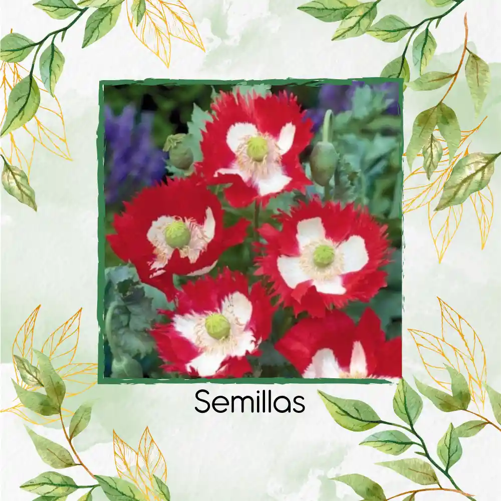 3.000 Semillas Orgánicas De Flor Amapola Danesa