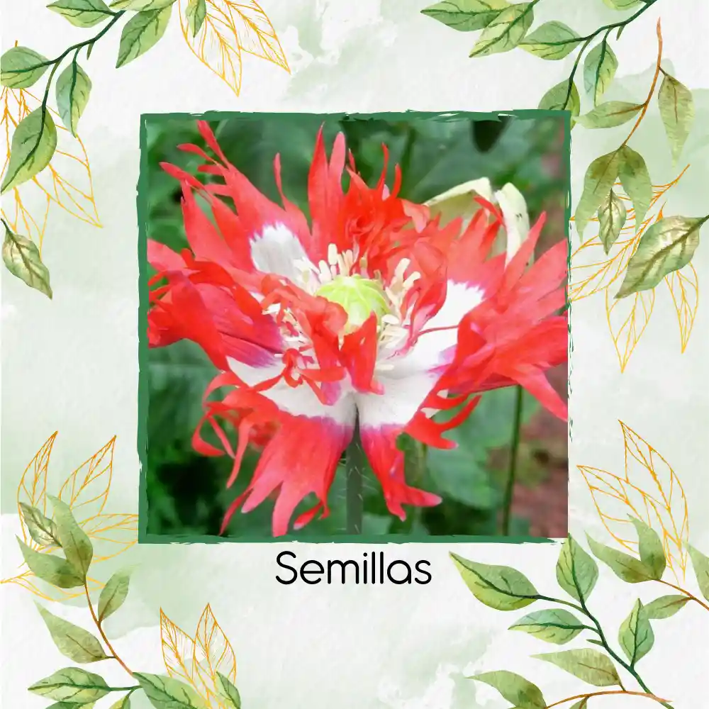 3.000 Semillas Orgánicas De Flor Amapola Danesa