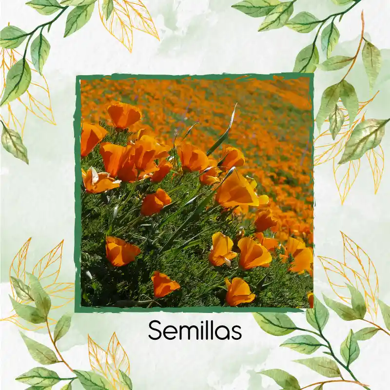 75 Semillas Orgánicas De Flor Amapola De California