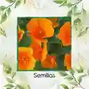 75 Semillas Orgánicas De Flor Amapola De California