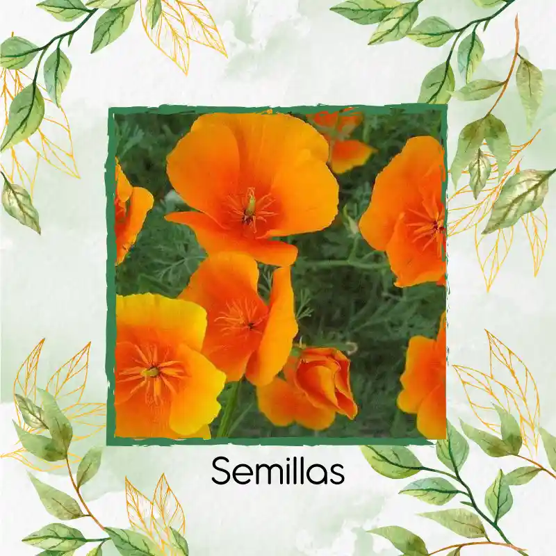 75 Semillas Orgánicas De Flor Amapola De California