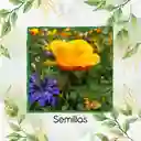 75 Semillas Orgánicas De Flor Amapola De California