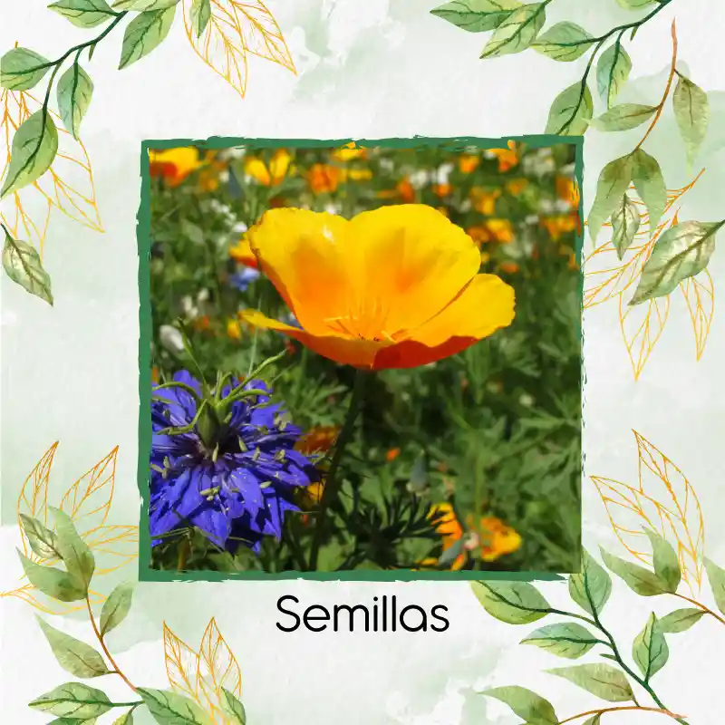 300 Semillas Orgánicas De Flor Amapola De California