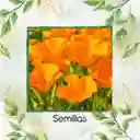 300 Semillas Orgánicas De Flor Amapola De California