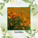 3.000 Semillas Orgánicas De Flor Amapola De California