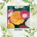 75 Semillas De Flor Amapola De California - Mission Bells