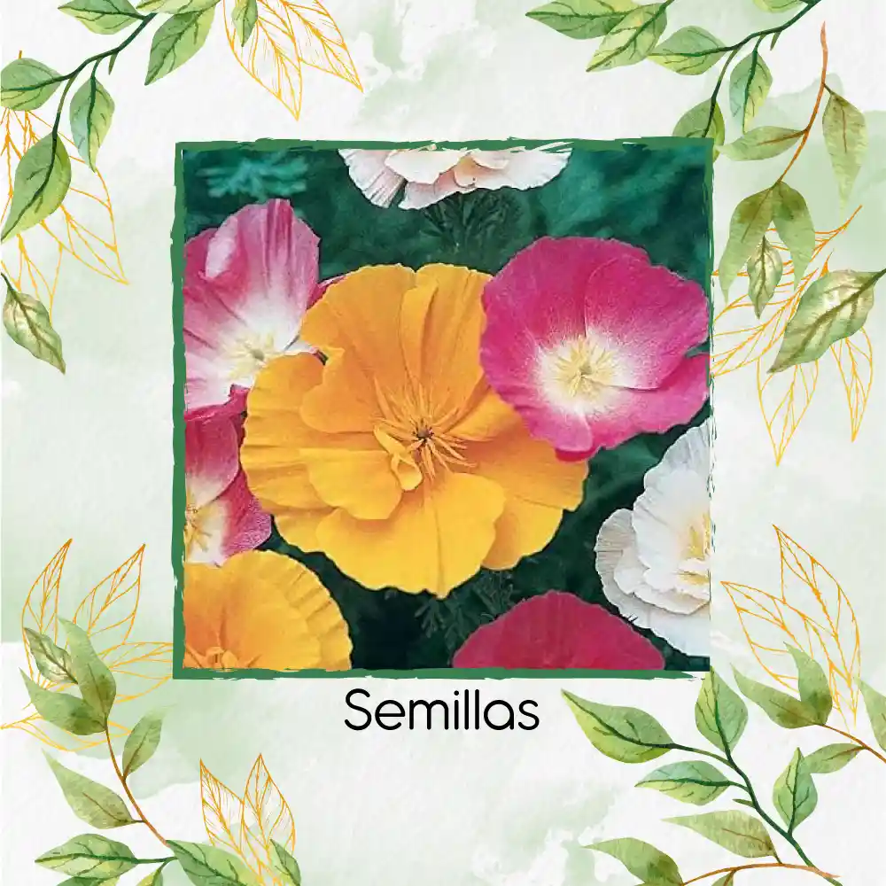 75 Semillas De Flor Amapola De California - Mission Bells