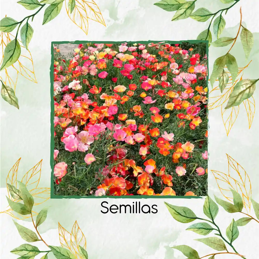 75 Semillas De Flor Amapola De California - Mission Bells