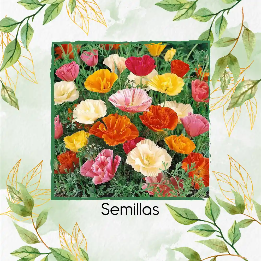 1.500 Semillas De Flor Amapola De California - Mission Bells