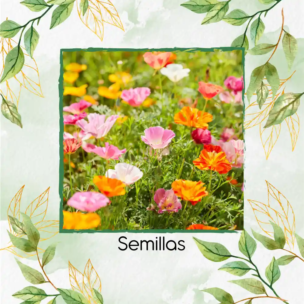 1.500 Semillas De Flor Amapola De California - Mission Bells