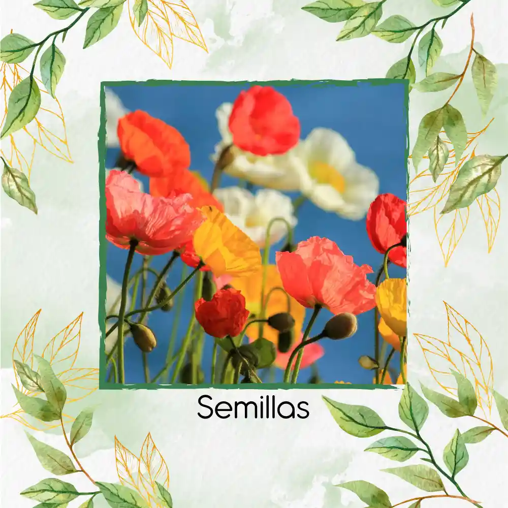 1.500 Semillas De Flor Amapola De California - Mission Bells