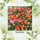 3.000 Semillas De Flor Amapola De California - Mission Bells