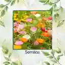 6.000 Semillas De Flor Amapola De California - Mission Bells