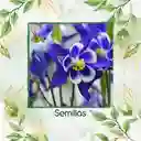 70 Semillas Orgánicas De Flor Aquilegia Colorado Blue