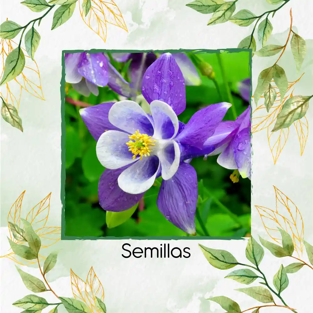 70 Semillas Orgánicas De Flor Aquilegia Colorado Blue