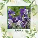 280 Semillas Orgánicas De Flor Aquilegia Colorado Blue