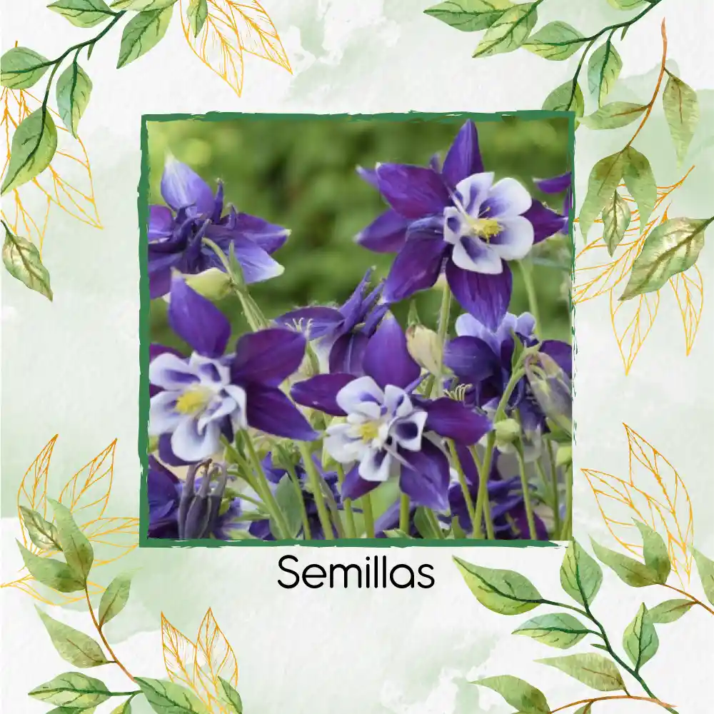 280 Semillas Orgánicas De Flor Aquilegia Colorado Blue