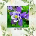 280 Semillas Orgánicas De Flor Aquilegia Colorado Blue