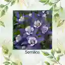 280 Semillas Orgánicas De Flor Aquilegia Colorado Blue