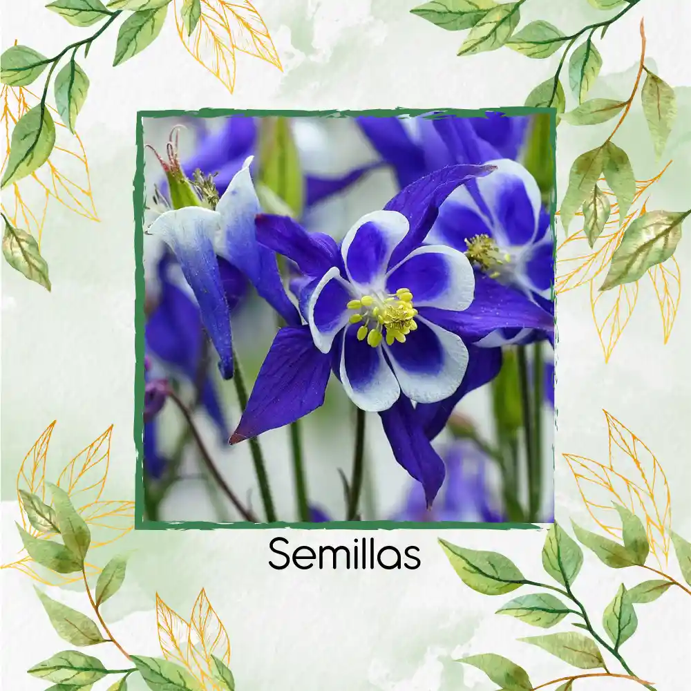 280 Semillas Orgánicas De Flor Aquilegia Colorado Blue