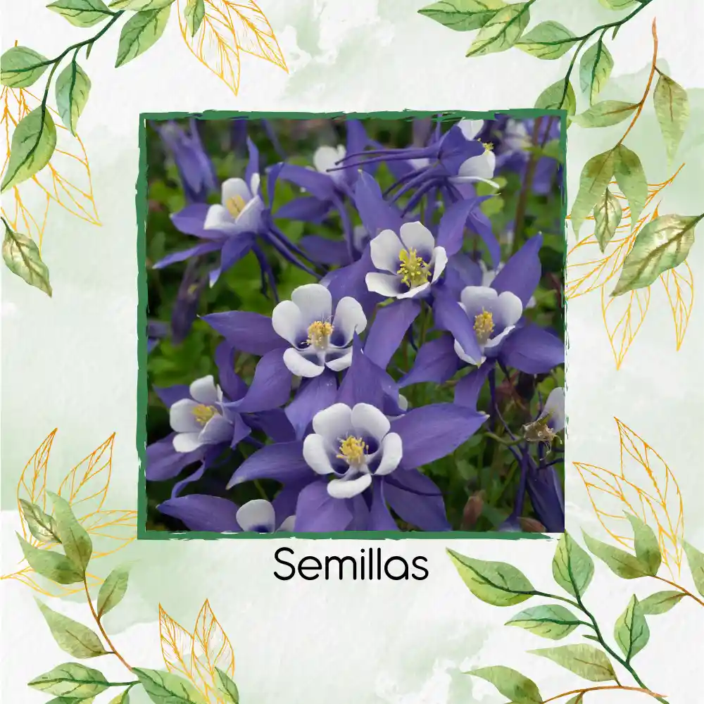 1.400 Semillas Orgánicas De Flor Aquilegia Colorado Blue