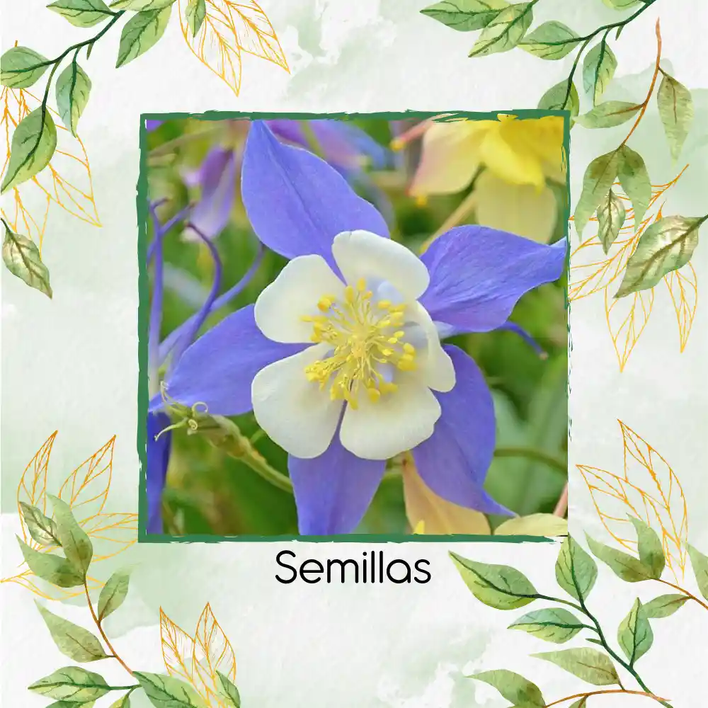 240 Semillas Orgánicas De Flor Aquilegia Gigante Celeste