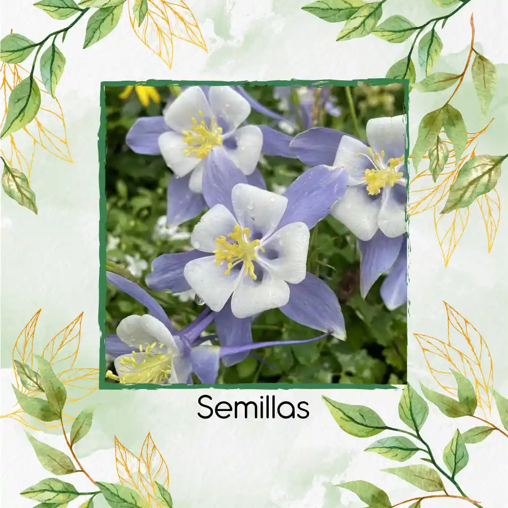 240 Semillas Orgánicas De Flor Aquilegia Gigante Celeste