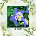 1.200 Semillas Orgánicas De Flor Aquilegia Gigante Celeste