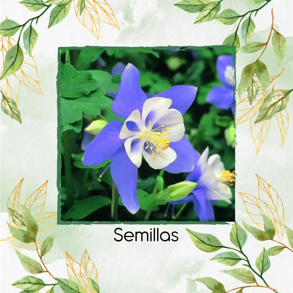 1.200 Semillas Orgánicas De Flor Aquilegia Gigante Celeste
