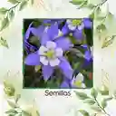1.200 Semillas Orgánicas De Flor Aquilegia Gigante Celeste