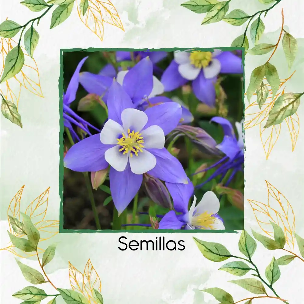 1.200 Semillas Orgánicas De Flor Aquilegia Gigante Celeste