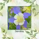 1.200 Semillas Orgánicas De Flor Aquilegia Gigante Celeste
