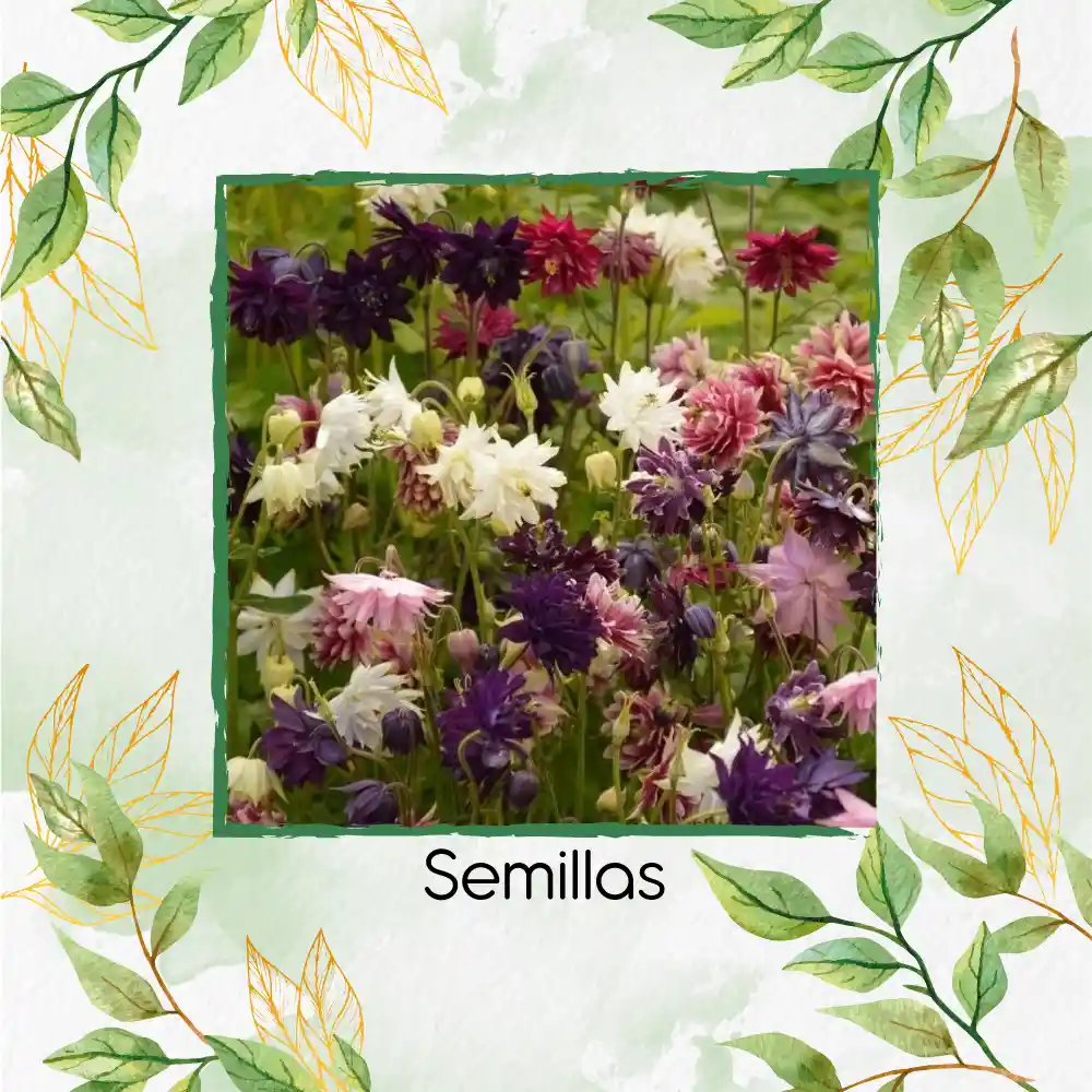 50 Semillas Orgánicas De Flor Aguileña Doble Mix