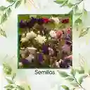 100 Semillas Orgánicas De Flor Aguileña Doble Mix