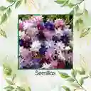 100 Semillas Orgánicas De Flor Aguileña Doble Mix