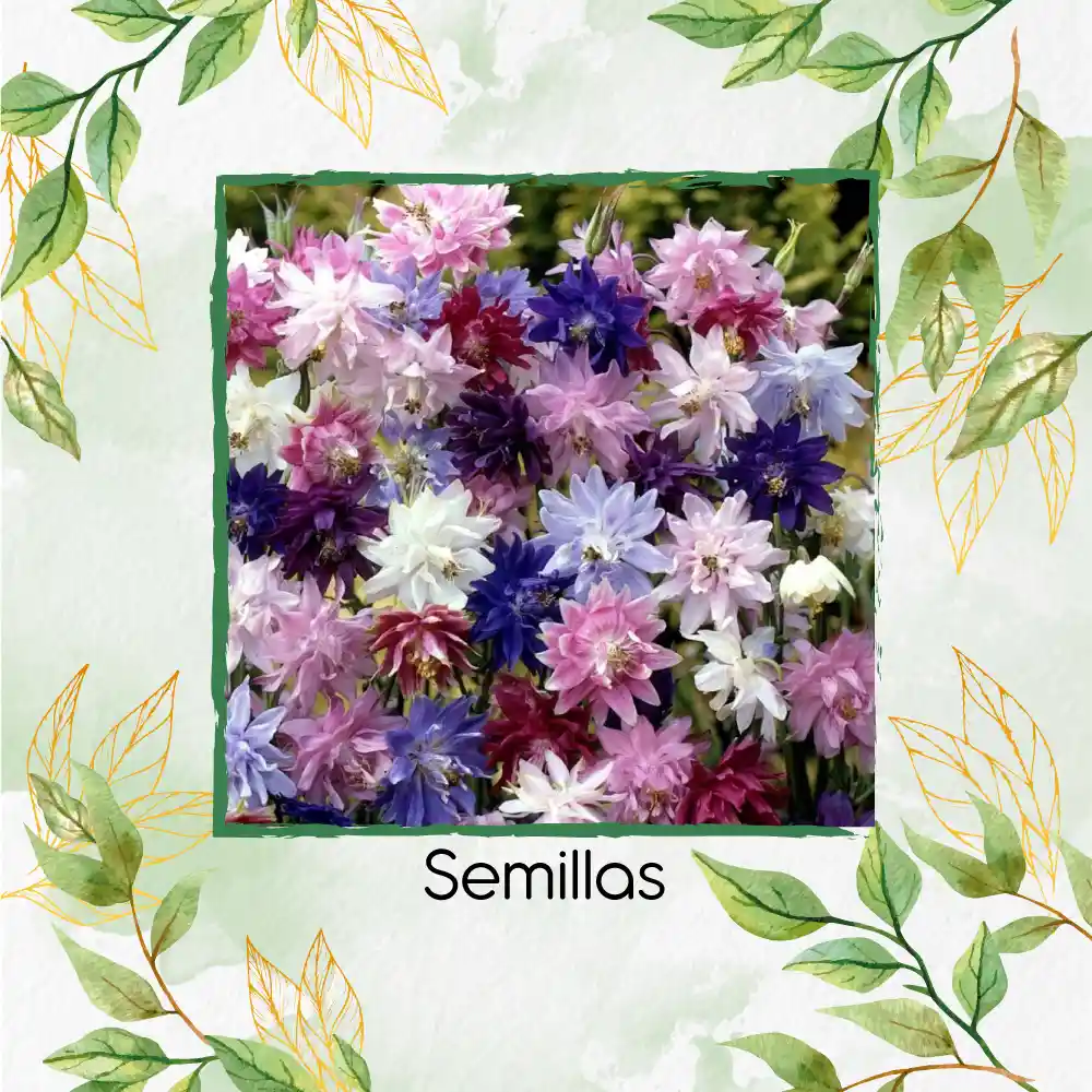 100 Semillas Orgánicas De Flor Aguileña Doble Mix