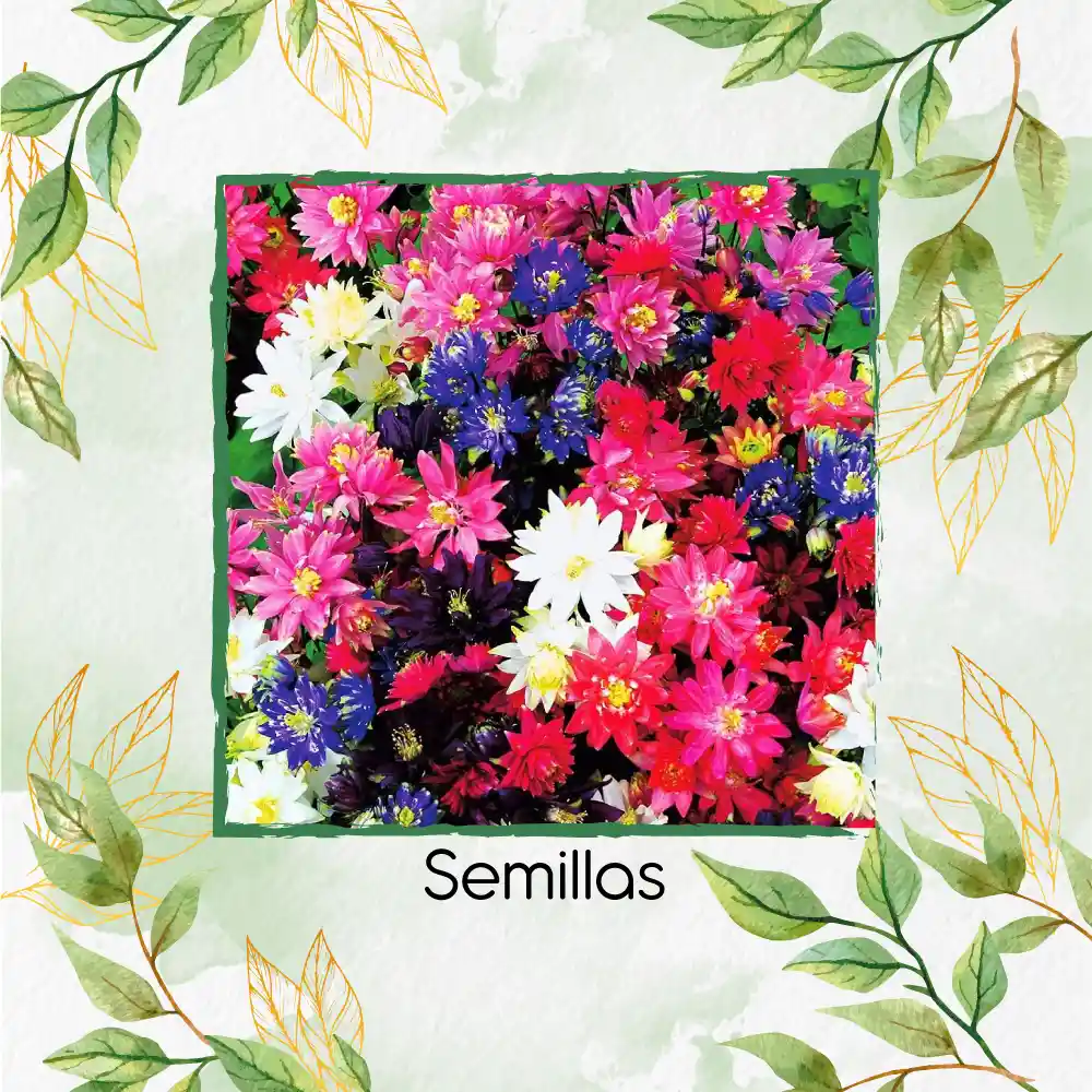 100 Semillas Orgánicas De Flor Aguileña Doble Mix