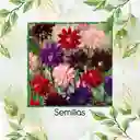 4.000 Semillas Orgánicas De Flor Aguileña Doble Mix