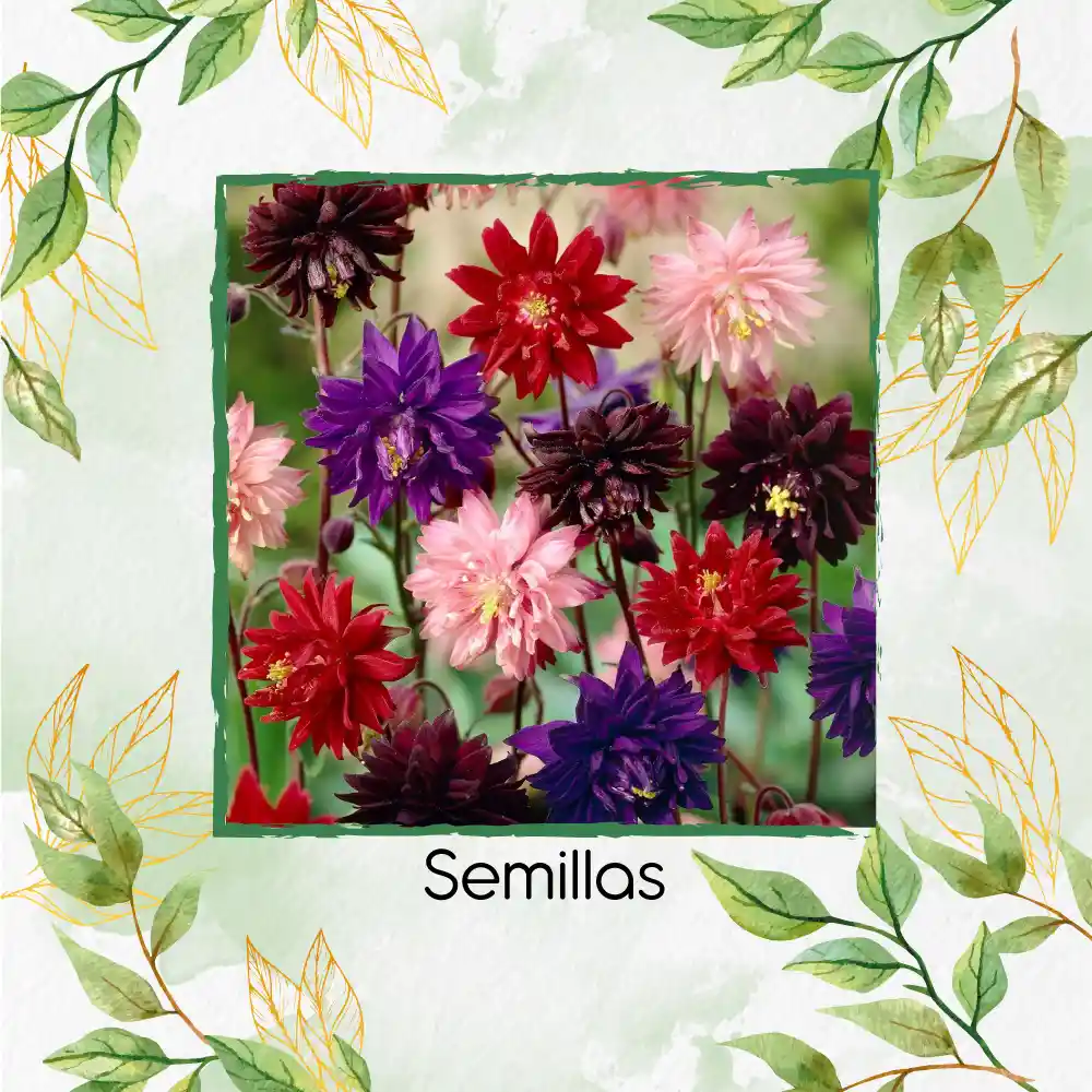 4.000 Semillas Orgánicas De Flor Aguileña Doble Mix