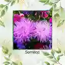 50 Semillas Orgánicas De Flor Aster Crego Gigante