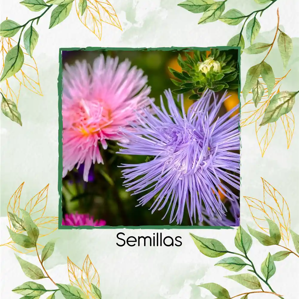 50 Semillas Orgánicas De Flor Aster Crego Gigante