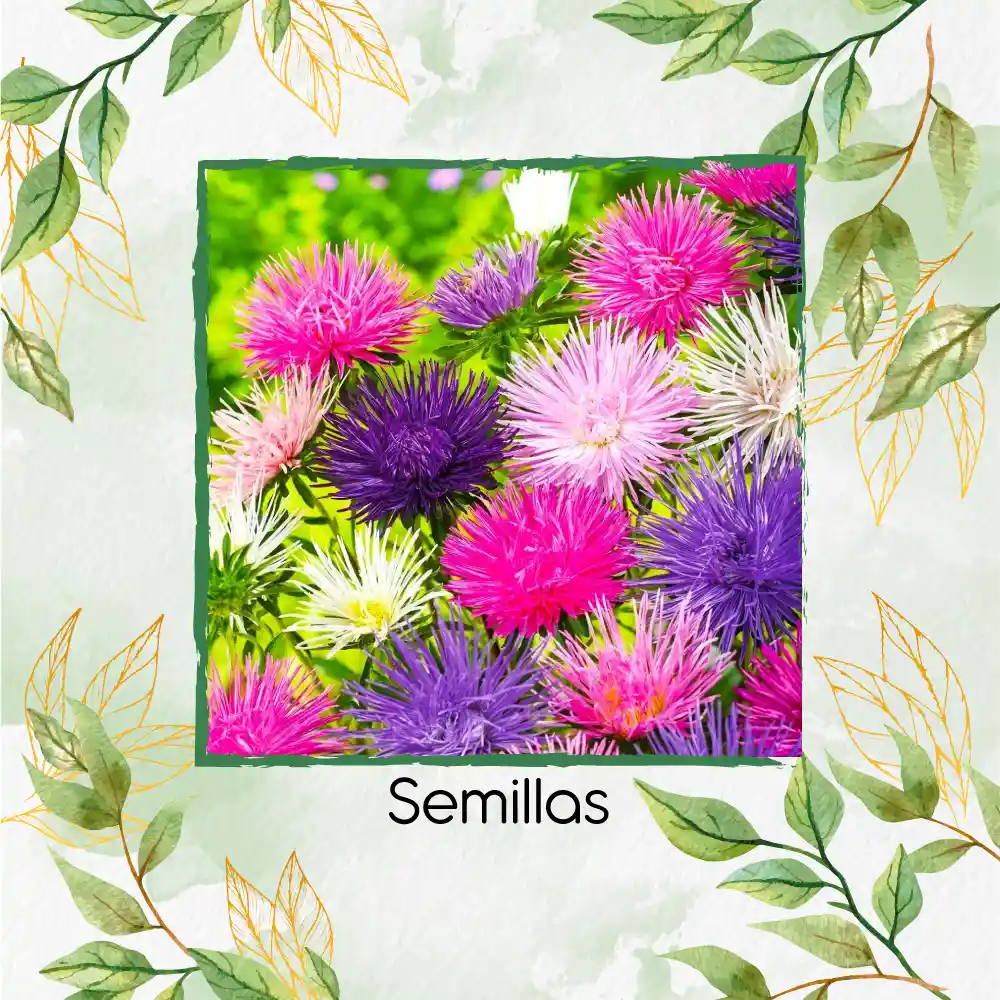 100 Semillas Orgánicas De Flor Aster Crego Gigante