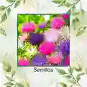 400 Semillas Orgánicas De Flor Aster Crego Gigante