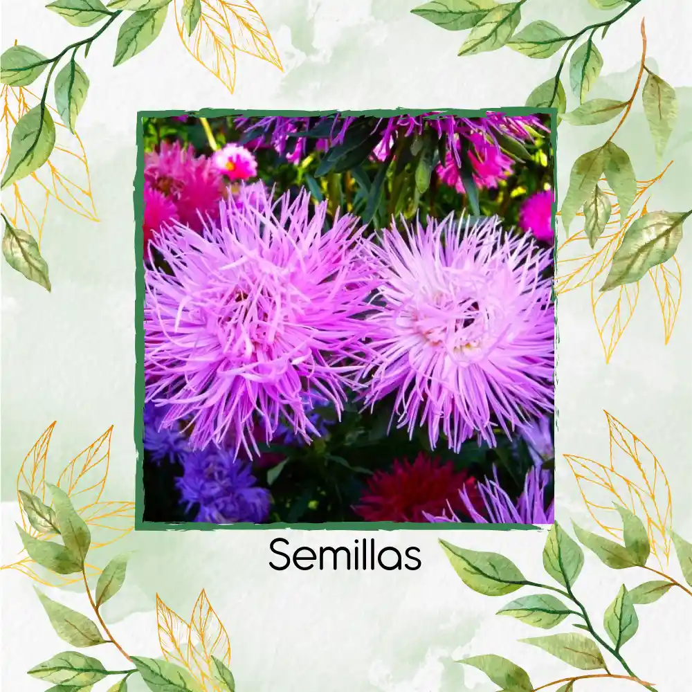 2.000 Semillas Orgánicas De Flor Aster Crego Gigante