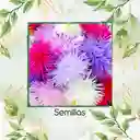 2.000 Semillas Orgánicas De Flor Aster Crego Gigante