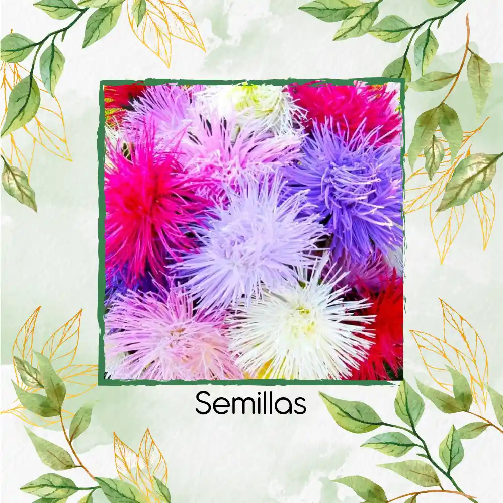 2.000 Semillas Orgánicas De Flor Aster Crego Gigante