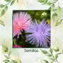 2.000 Semillas Orgánicas De Flor Aster Crego Gigante
