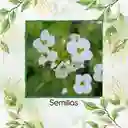 50 Semillas Orgánicas De Flor Arabis